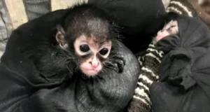 Браконьеры убивают пауковых обезьян и продают их детенышей в социальных сетях