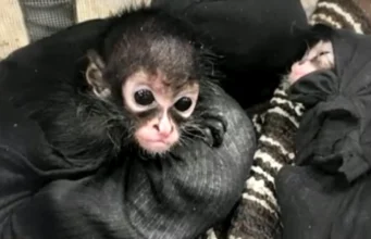 Браконьеры убивают пауковых обезьян и продают их детенышей в социальных сетях